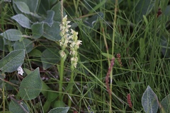 Platanthera hyperborea