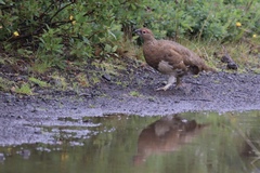 Lagopus muta islandorum