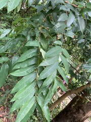 Cratoxylum cochinchinense