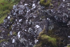 Falco columbarius subaesalon