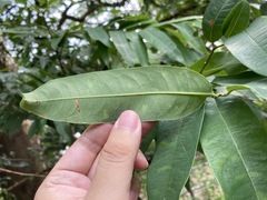 Cratoxylum cochinchinense