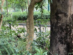 Cratoxylum cochinchinense