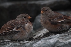 Plectrophenax nivalis insulae