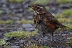 Turdus iliacus coburni