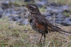 Turdus iliacus coburni