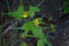 Viola lobata