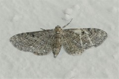 Eupithecia virgaureata