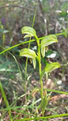 Pterostylis longifolia