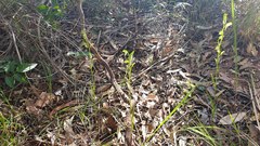 Pterostylis longifolia