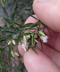Styphelia setigera