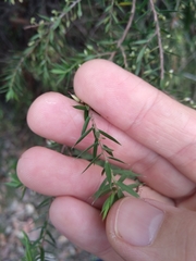 Styphelia setigera