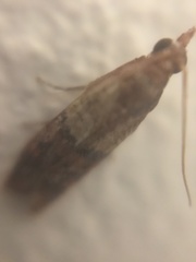 Plodia interpunctella