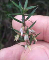 Styphelia setigera