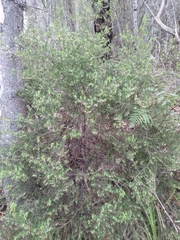 Styphelia setigera