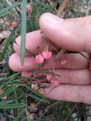Lasiopetalum rufum