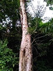 Melaleuca leucadendra