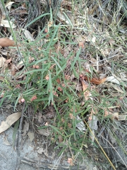 Lasiopetalum rufum