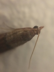 Plodia interpunctella