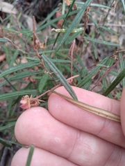 Lasiopetalum rufum