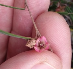 Lasiopetalum rufum