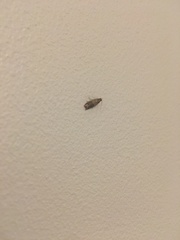 Plodia interpunctella