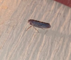 Chlorotettix necopinus