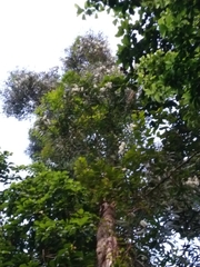 Melaleuca leucadendra