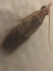 Plodia interpunctella