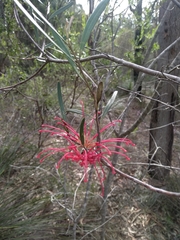 Grevillea oleoides