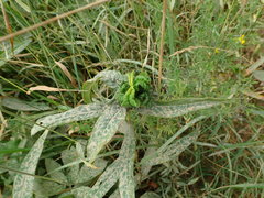 Aphalara maculipennis