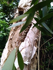 Melaleuca leucadendra