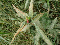 Aphalara maculipennis