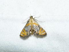 Nymphicula blandialis