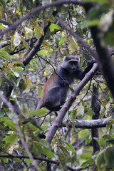 Cercopithecus mitis moloneyi