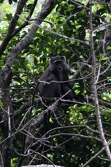 Cercopithecus mitis moloneyi