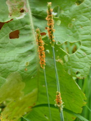 Alopecurus geniculatus