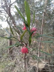 Grevillea oleoides