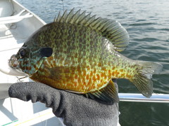 Lepomis gibbosus × macrochirus