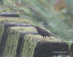 Turdus boulboul