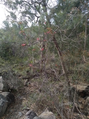Grevillea oleoides