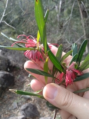 Grevillea oleoides