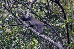 Cercopithecus mitis moloneyi