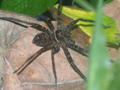 Heteropoda tetrica