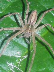 Heteropoda ocyalina