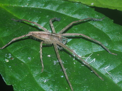 Heteropoda ocyalina