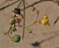 Linaria loeselii