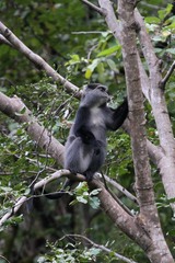 Cercopithecus mitis moloneyi