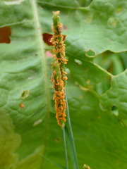 Alopecurus geniculatus