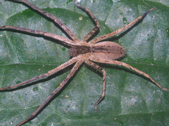 Heteropoda ocyalina