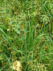 Alopecurus geniculatus